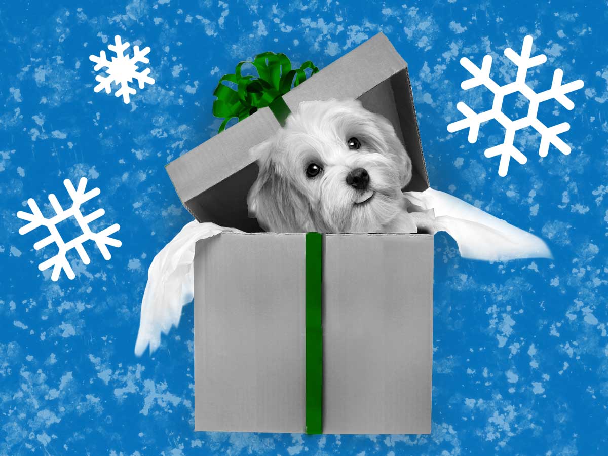 photo illustration of a puppy in a gift box with graphic winter background