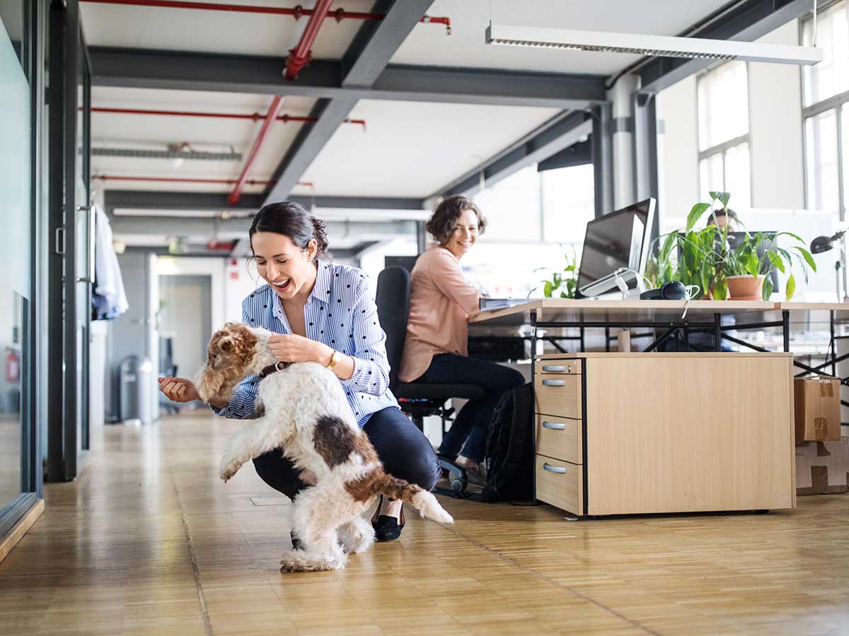 Businesswoman sitting at desk, looking at female colleague playing with dog, while in a office environment
