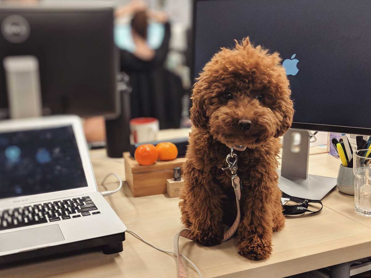 office dog sitting on a desk beside a computer