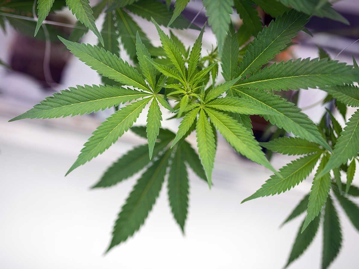 Feuilles de marijuana d'un groupe de plantes poussant dans un établissement