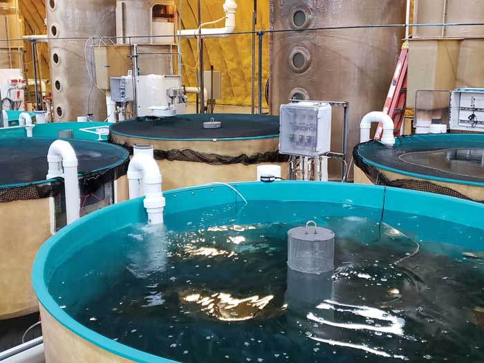 Réservoirs contenant des poissons nouvellement éclos à l'installation d'AquaBounty dans l'Indiana