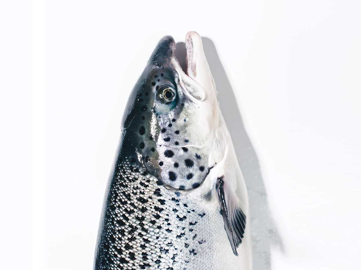 Image of salmon head