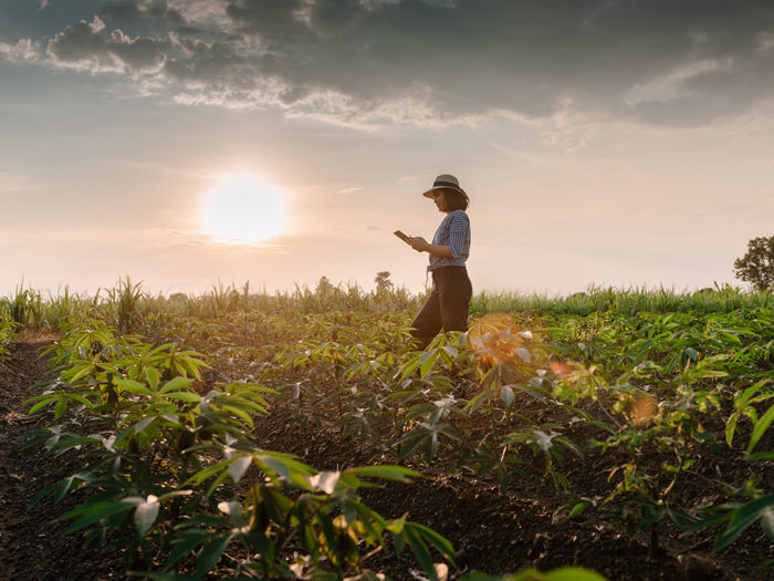 A woman looks at a tablet in a field of crops on a farm