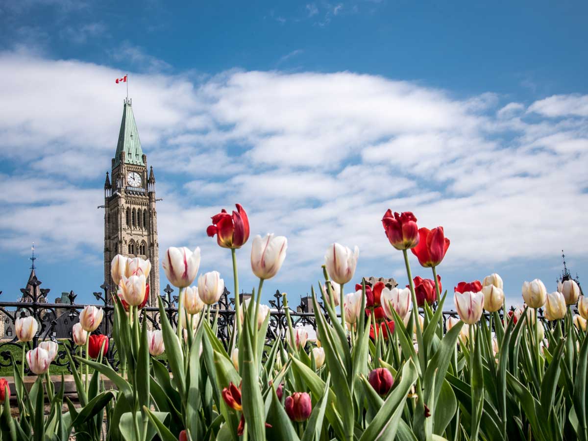 Les édifices du Parlement, à Ottawa, et, devant, une profusion de tulipes.