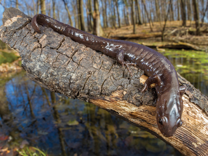 Salamander on a branch 