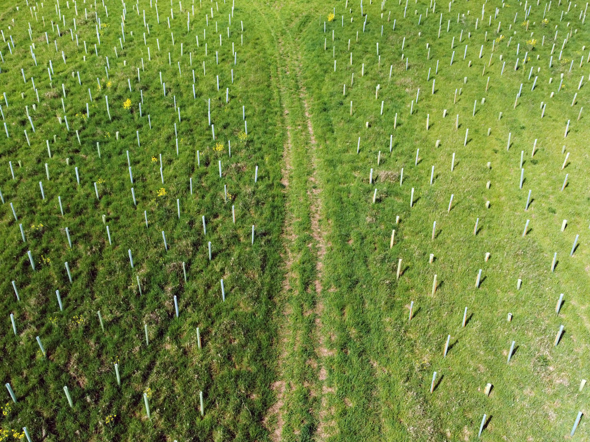 Aerial view of a path through a tree reforestation project