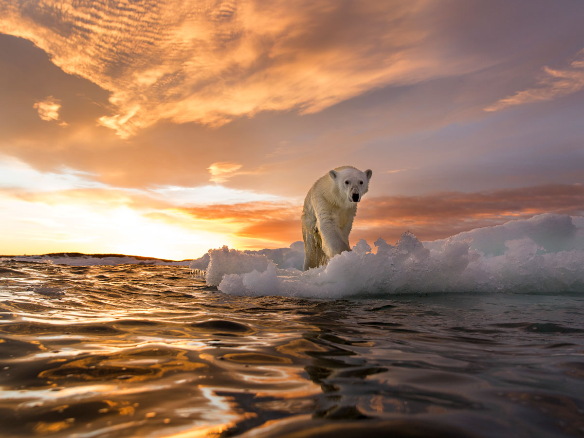 Canada, territoire du Nunavut, Repulse Bay, l'ours polaire se dresse sur la fonte des glaces de mer au coucher du soleil près des îles Harbour