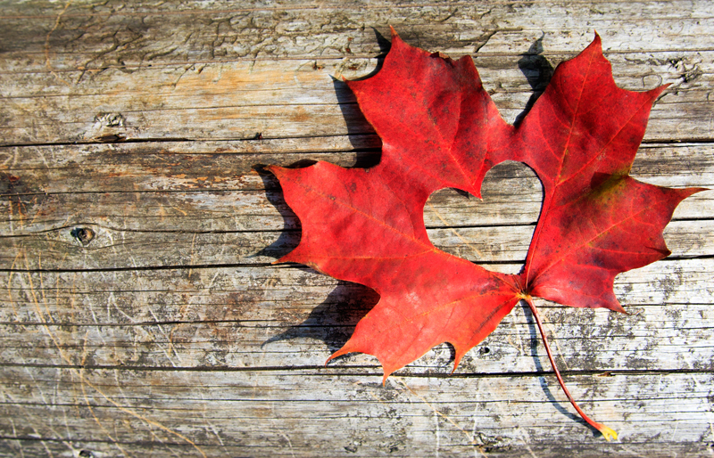 Une feuille d'érable, symbole canadien, dans laquelle un cœur a été découpé.