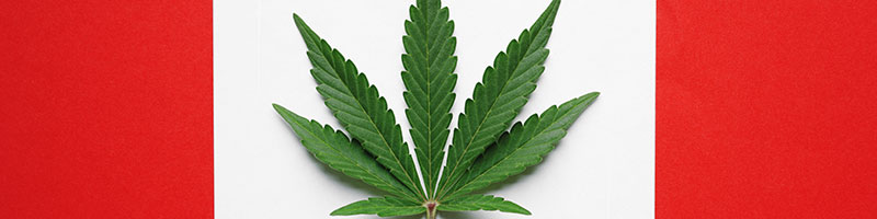 La feuille de cannabis remplace celle d’érable sur un drapeau canadien.
