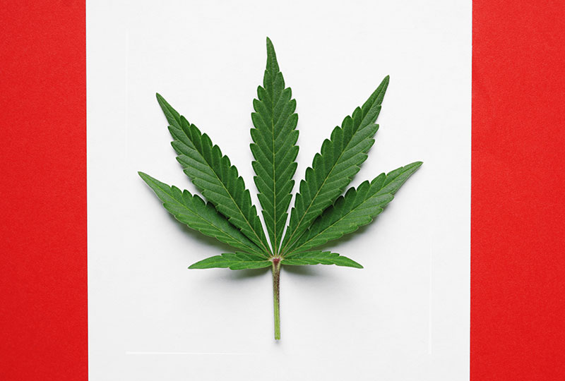La feuille de cannabis remplace celle d’érable sur un drapeau canadien.