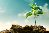 Devant un ciel bleu, une jeune plante pousse d'un sol retourné, illustrant les investissements liés aux enjeux climatiques.