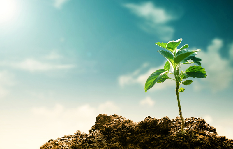 Devant un ciel bleu, une jeune plante pousse d'un sol retourné, illustrant les investissements liés aux enjeux climatiques.
