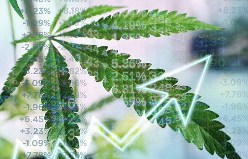Close-up of cannabis leaf, with various business numbers overlaid