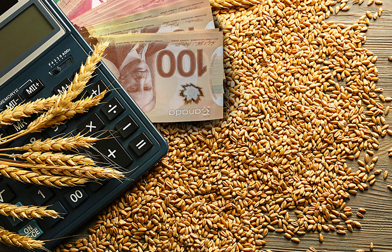 Une calculatrice et des billets de banque sont posés sur des grains de blé