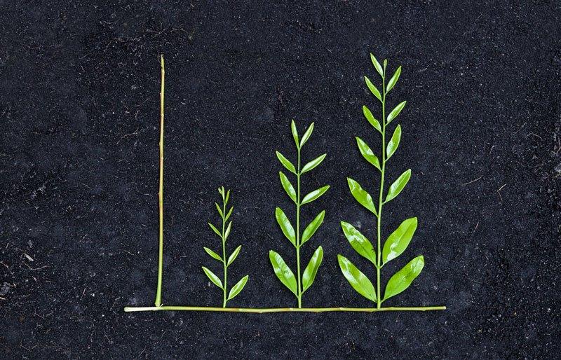Four plants in advancing stages of growth representing a bar graph.