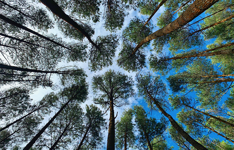 Low Angle View Of Pine Trees In Forest