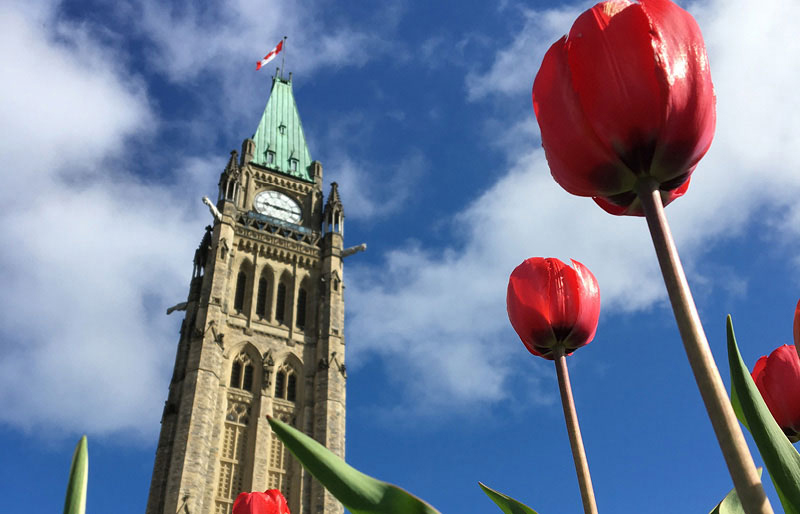 Cadrage de la Tour de la Paix du Parlement du Canada avec des tulipes rouges en premier plan.